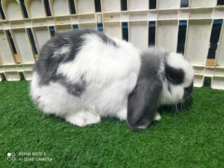 New Born Rabbits - Holland Lop Rabbit