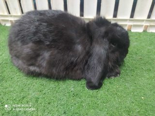 New Born Rabbits - Holland Lop Rabbit