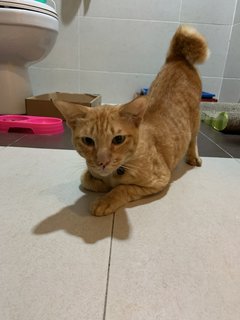 Hugo  - Domestic Short Hair Cat