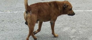 Brown - Mixed Breed Dog