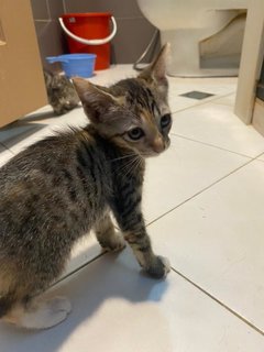 2 Kittens (3 Months Old) Tabby - Domestic Short Hair Cat