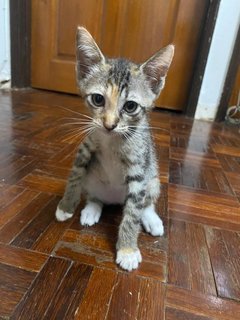 2 Kittens (3 Months Old) Tabby - Domestic Short Hair Cat