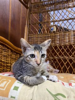 2 Kittens (3 Months Old) Tabby - Domestic Short Hair Cat