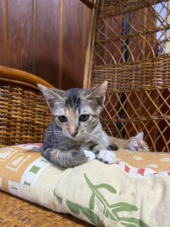 2 Kittens (3 Months Old) Tabby - Domestic Short Hair Cat