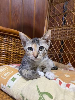 2 Kittens (3 Months Old) Tabby - Domestic Short Hair Cat