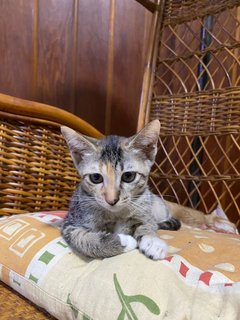 2 Kittens (3 Months Old) Tabby - Domestic Short Hair Cat