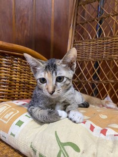 2 Kittens (3 Months Old) Tabby - Domestic Short Hair Cat