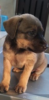 2 Months Old Female Puppies  - Mixed Breed Dog