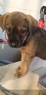 2 Months Old Female Puppies  - Mixed Breed Dog