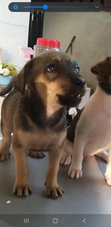 2 Months Old Female Puppies  - Mixed Breed Dog