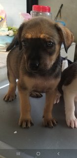 2 Months Old Female Puppies  - Mixed Breed Dog