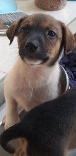 2 Months Old Female Puppies  - Mixed Breed Dog