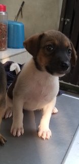 2 Months Old Female Puppies  - Mixed Breed Dog