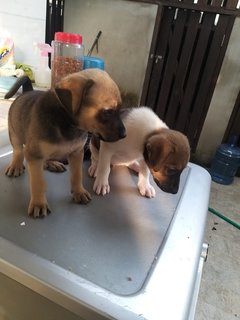 2 Months Old Female Puppies  - Mixed Breed Dog