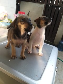 2 Months Old Female Puppies  - Mixed Breed Dog