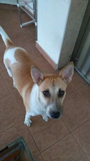 Ricky - Mixed Breed Dog