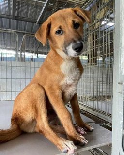 Beetles - Canaan Dog Mix Dog