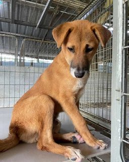 Beetles - Canaan Dog Mix Dog