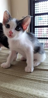 Tompok - Domestic Short Hair Cat