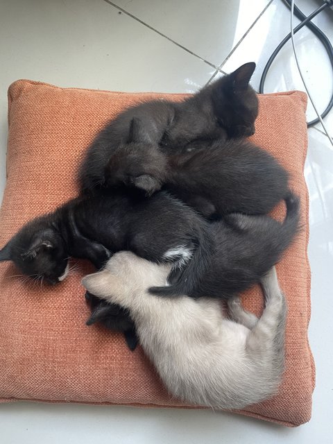 4 Kittens For Adoption - Can Adopt One - Burmese Cat