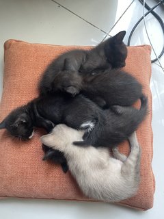 4 Kittens For Adoption - Can Adopt One - Burmese Cat