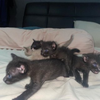 4 Kittens For Adoption - Can Adopt One - Burmese Cat