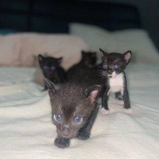 4 Kittens For Adoption - Can Adopt One - Burmese Cat