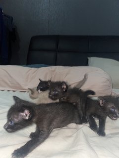 4 Kittens For Adoption - Can Adopt One - Burmese Cat