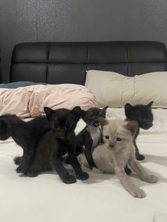 4 Kittens For Adoption - Can Adopt One - Burmese Cat