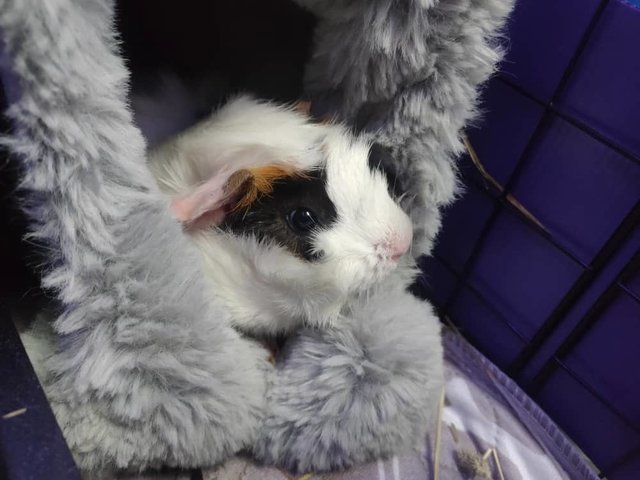 Baby - Guinea Pig Small & Furry