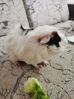 Baby - Guinea Pig Small & Furry