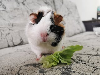 Baby - Guinea Pig Small & Furry