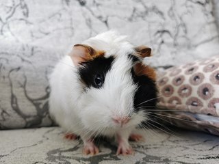 Baby - Guinea Pig Small & Furry