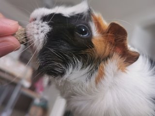 Baby - Guinea Pig Small & Furry