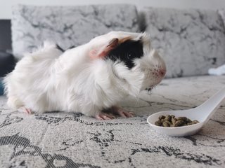 Baby - Guinea Pig Small & Furry