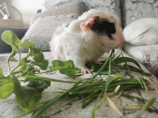 Baby - Guinea Pig Small & Furry