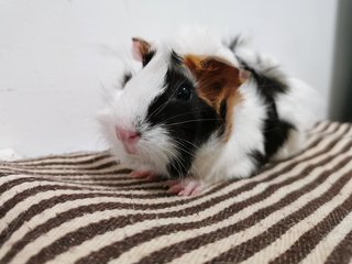 Baby - Guinea Pig Small & Furry