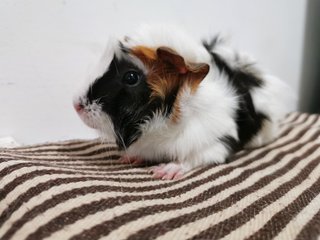 Baby - Guinea Pig Small & Furry