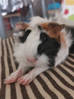 Baby - Guinea Pig Small & Furry