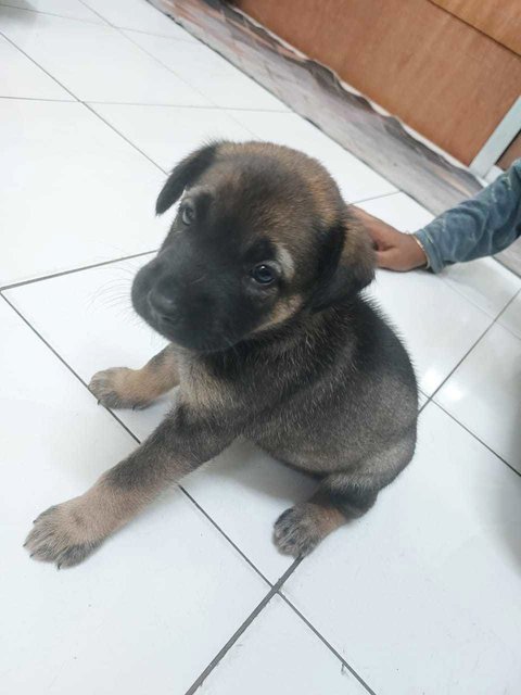 Fuji - Mixed Breed Dog