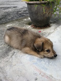 Girl (Short-tail) - Terrier Mix Dog
