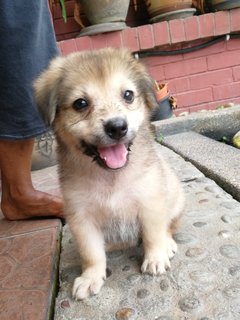 Girl (Short-tail) - Terrier Mix Dog