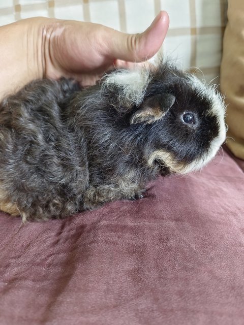 Ecel - Guinea Pig Small & Furry