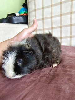 Ecel - Guinea Pig Small & Furry