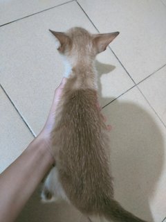 Milk Tea - Domestic Short Hair Cat