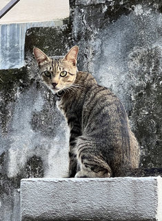 Boy - Domestic Short Hair Cat