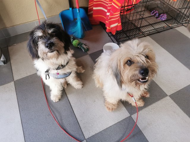 Bikie &amp; Cookie - Shih Tzu Mix Dog