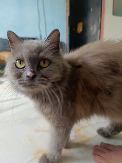 Bella - Persian Cat