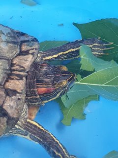 Red-eared Slider - Turtle Reptile