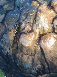 Red-eared Slider - Turtle Reptile